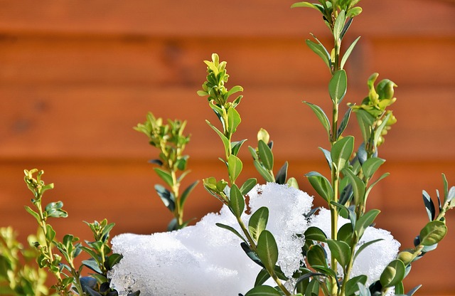 sníh na rostlině